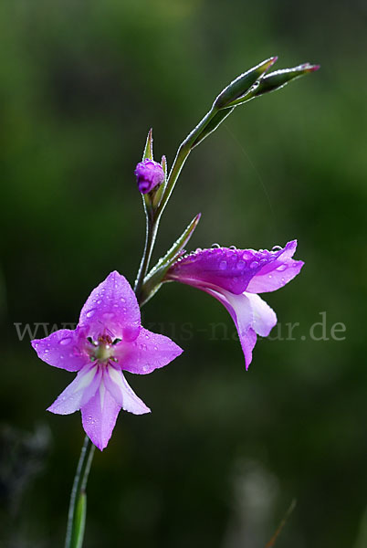 Illyrische Siegwurz (Gladiolus illyricus)