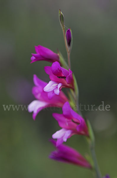 Illyrische Siegwurz (Gladiolus illyricus)