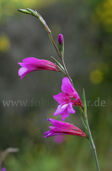 Illyrische Siegwurz (Gladiolus illyricus)