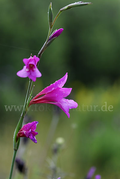 Illyrische Siegwurz (Gladiolus illyricus)