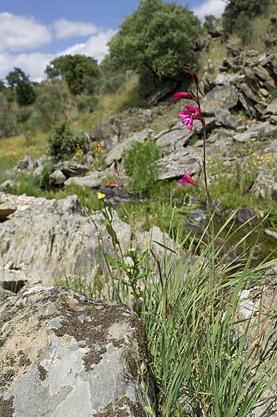 Illyrische Siegwurz (Gladiolus illyricus)