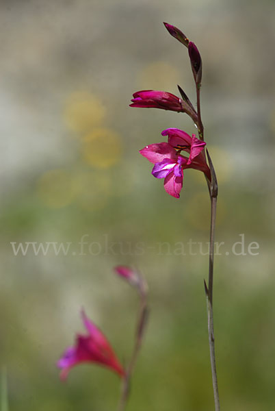 Illyrische Siegwurz (Gladiolus illyricus)