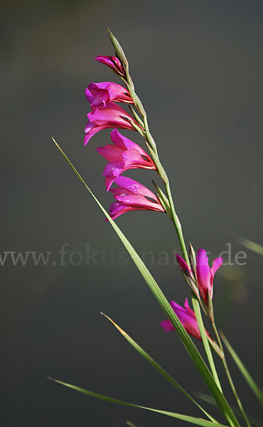 Illyrische Siegwurz (Gladiolus illyricus)