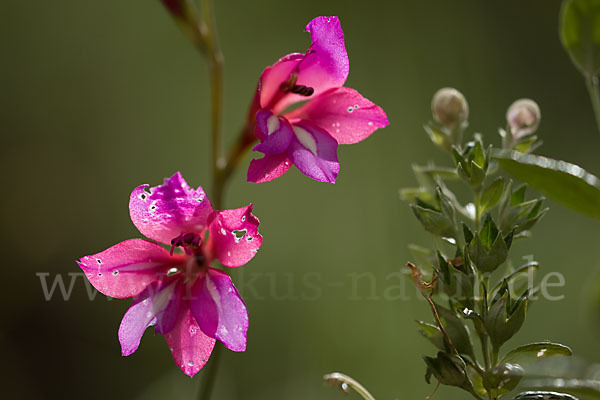 Illyrische Siegwurz (Gladiolus illyricus)