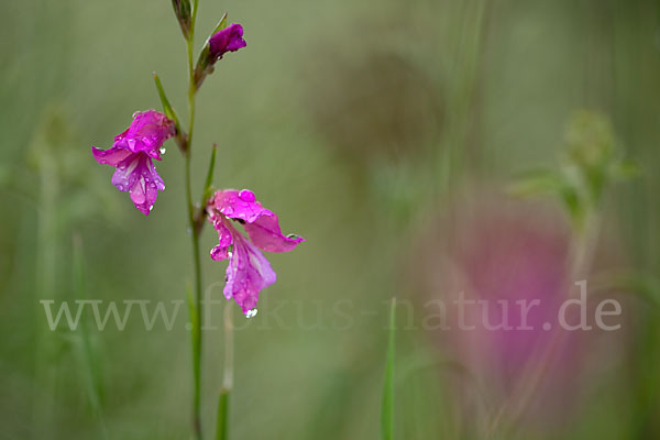 Illyrische Siegwurz (Gladiolus illyricus)