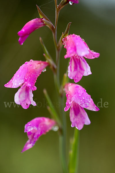 Illyrische Siegwurz (Gladiolus illyricus)