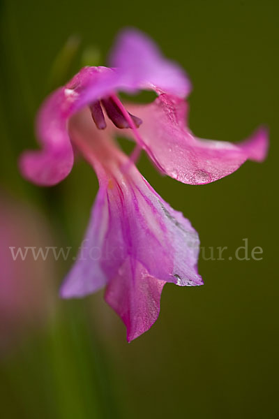 Illyrische Siegwurz (Gladiolus illyricus)