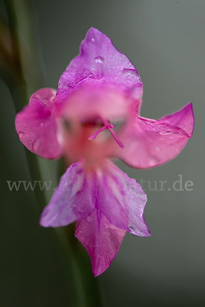 Illyrische Siegwurz (Gladiolus illyricus)