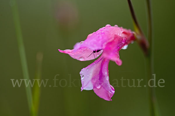 Illyrische Siegwurz (Gladiolus illyricus)