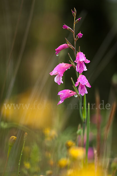 Illyrische Siegwurz (Gladiolus illyricus)