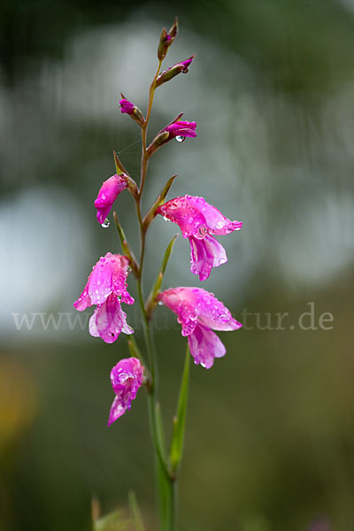 Illyrische Siegwurz (Gladiolus illyricus)