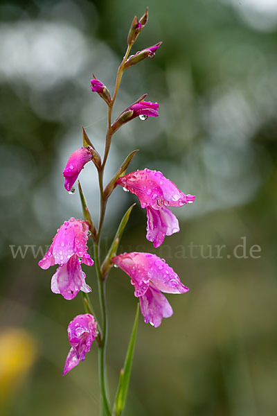 Illyrische Siegwurz (Gladiolus illyricus)