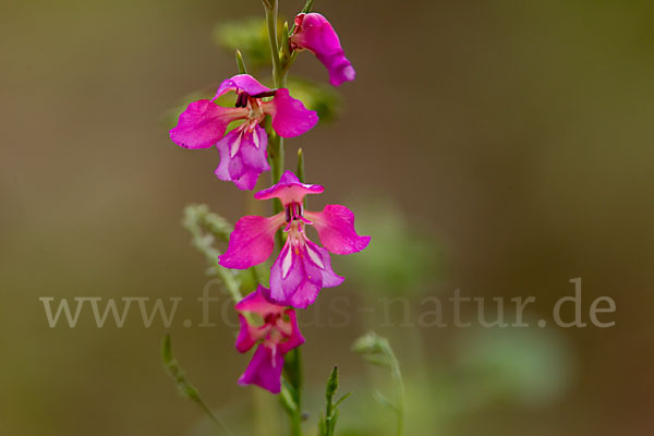 Illyrische Siegwurz (Gladiolus illyricus)