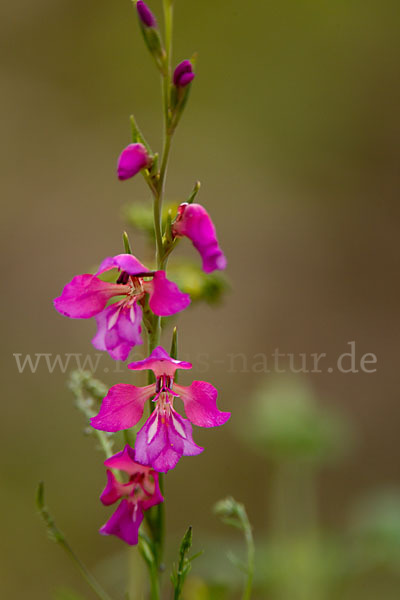 Illyrische Siegwurz (Gladiolus illyricus)