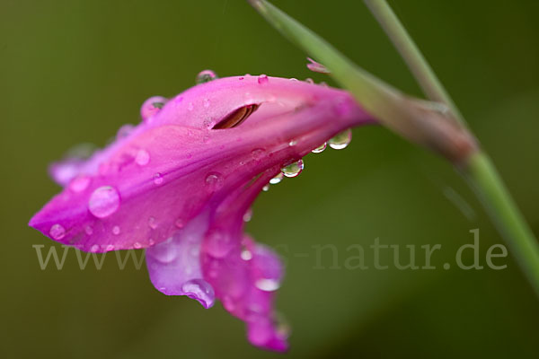 Illyrische Siegwurz (Gladiolus illyricus)