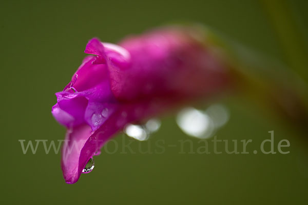 Illyrische Siegwurz (Gladiolus illyricus)