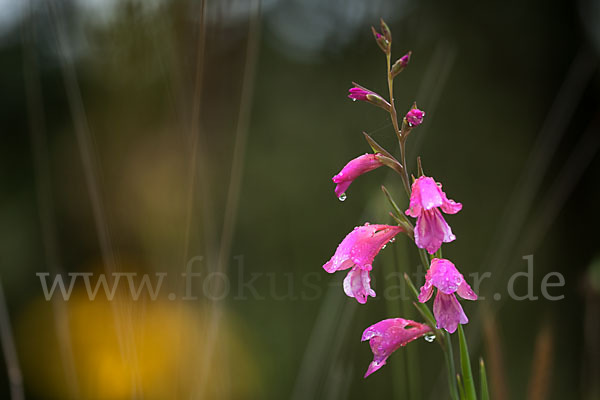 Illyrische Siegwurz (Gladiolus illyricus)