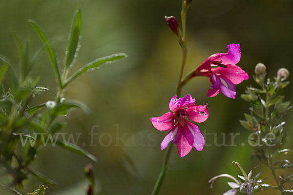 Illyrische Siegwurz (Gladiolus illyricus)