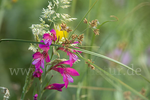 Illyrische Siegwurz (Gladiolus illyricus)