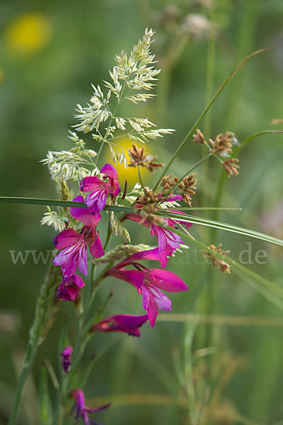 Illyrische Siegwurz (Gladiolus illyricus)