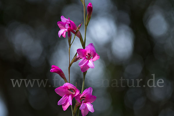 Illyrische Siegwurz (Gladiolus illyricus)