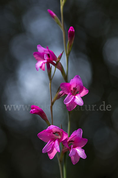 Illyrische Siegwurz (Gladiolus illyricus)