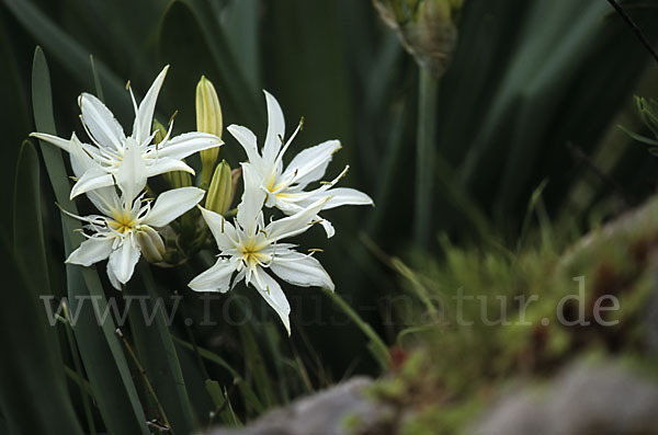 Illyrische Trichternarzisse (Pancratium illyricum)