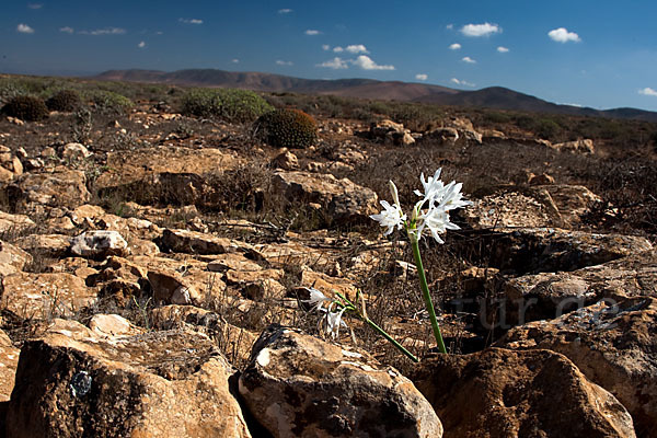 Illyrische Trichternarzisse (Pancratium illyricum)