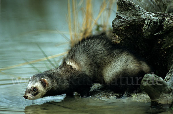 Iltis (Mustela putorius)