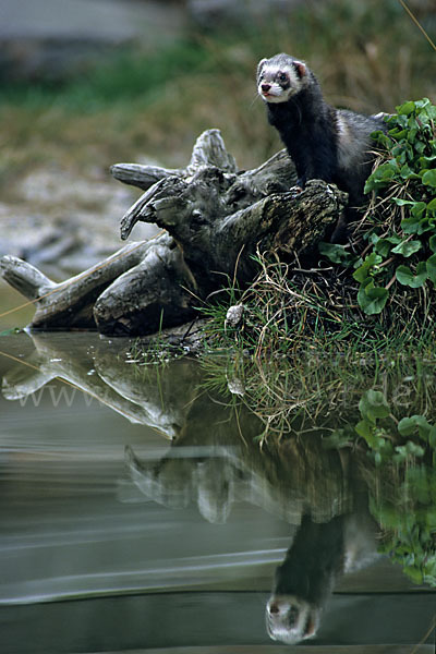 Iltis (Mustela putorius)