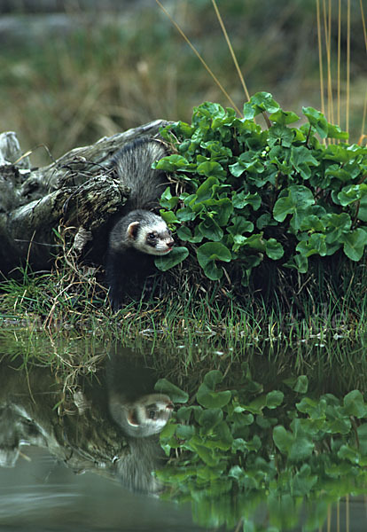 Iltis (Mustela putorius)