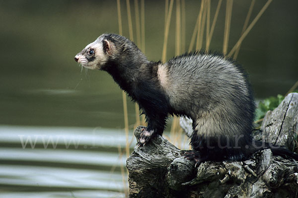 Iltis (Mustela putorius)