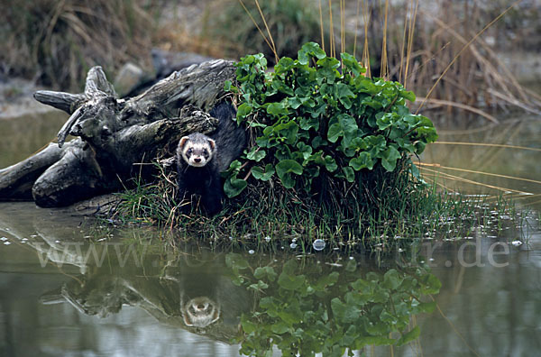 Iltis (Mustela putorius)