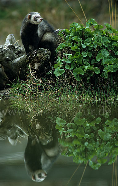 Iltis (Mustela putorius)