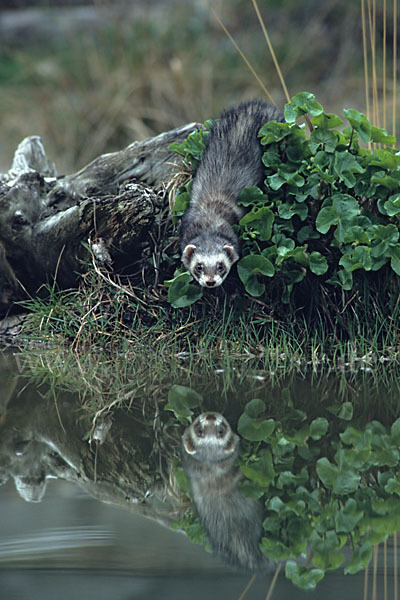 Iltis (Mustela putorius)