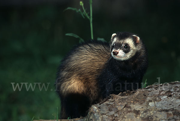 Iltis (Mustela putorius)