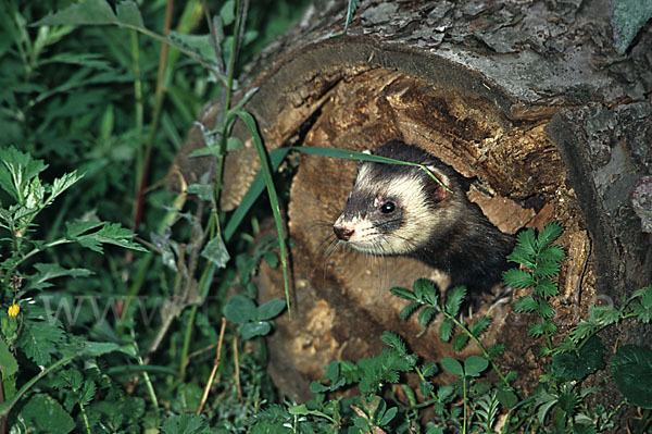 Iltis (Mustela putorius)