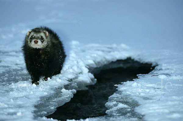 Iltis (Mustela putorius)