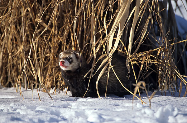 Iltis (Mustela putorius)