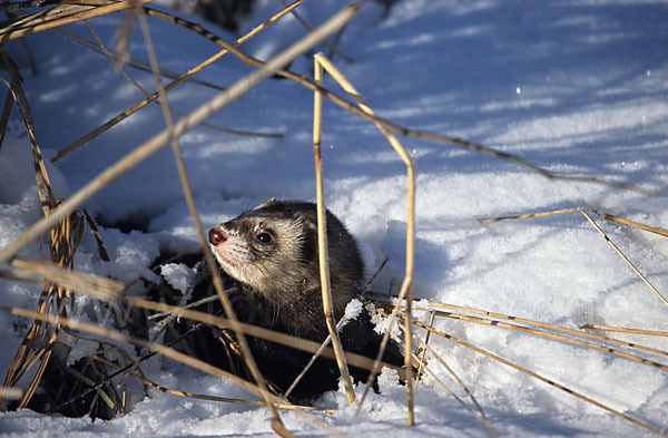 Iltis (Mustela putorius)