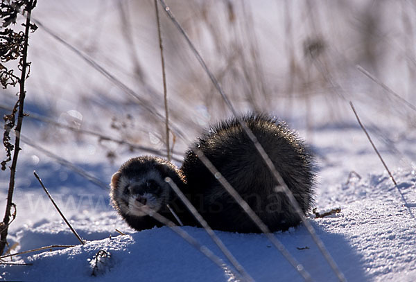 Iltis (Mustela putorius)