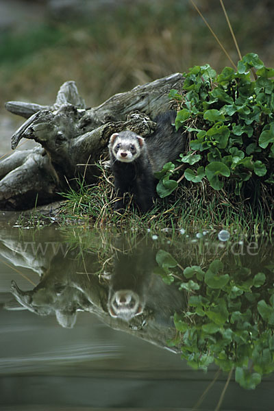 Iltis (Mustela putorius)