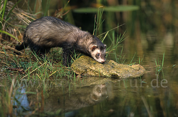 Iltis (Mustela putorius)