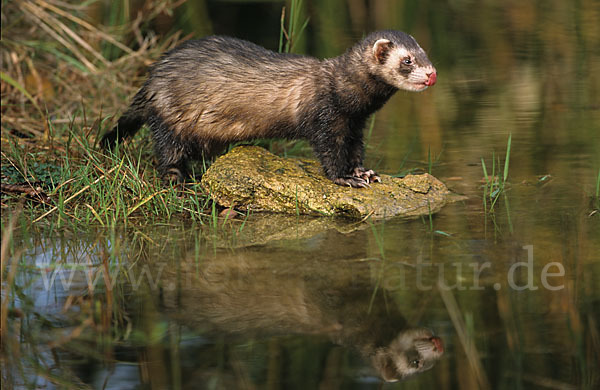 Iltis (Mustela putorius)