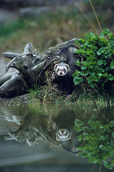 Iltis (Mustela putorius)