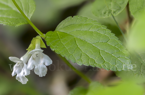 Immenblatt (Melittis melissophyllum)