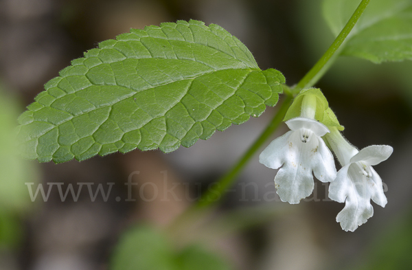 Immenblatt (Melittis melissophyllum)