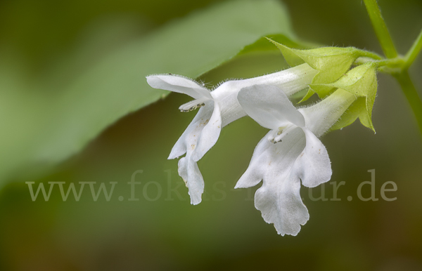 Immenblatt (Melittis melissophyllum)