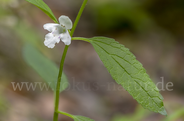 Immenblatt (Melittis melissophyllum)