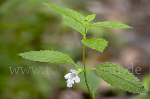 Immenblatt (Melittis melissophyllum)